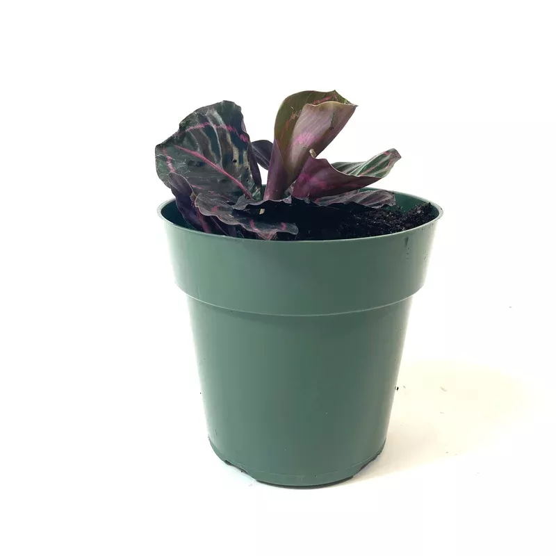 calathea-6in-dottie Calathea 6in Dottie