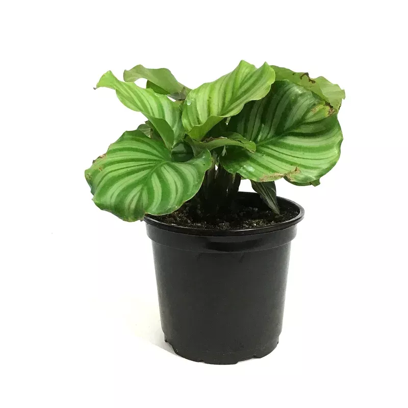 calathea-6in-orbifolia Calathea 6in Orbifolia