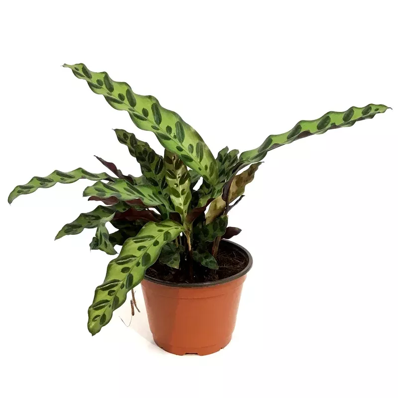 calathea-6in-rattlesnake Calathea 6in Rattlesnake