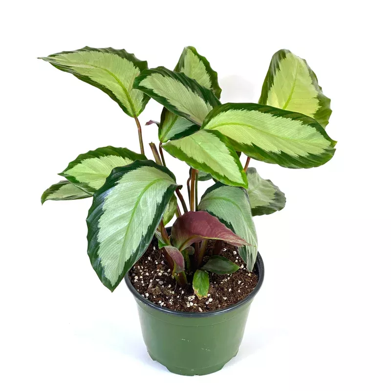 calathea-6in-royal-standard Calathea 6in Royal Standard