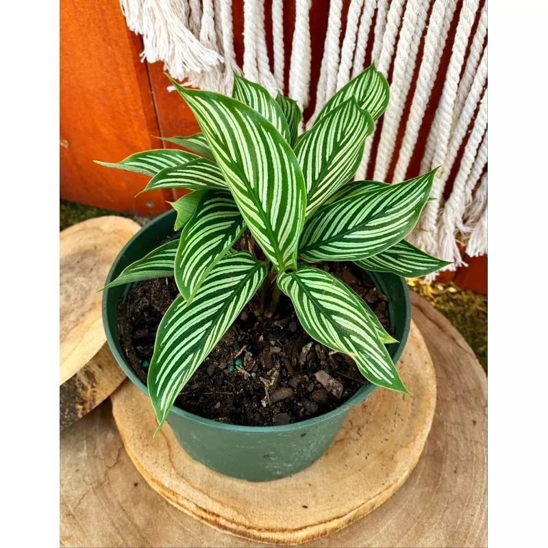 calathea-6in-vittata Calathea 6in Vittata