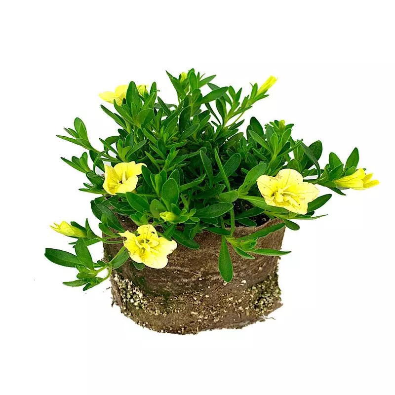 calibrachoa-minifamous-double-lemon-4-inch Calibrachoa ‘Minifamous Double Lemon’4 Inch