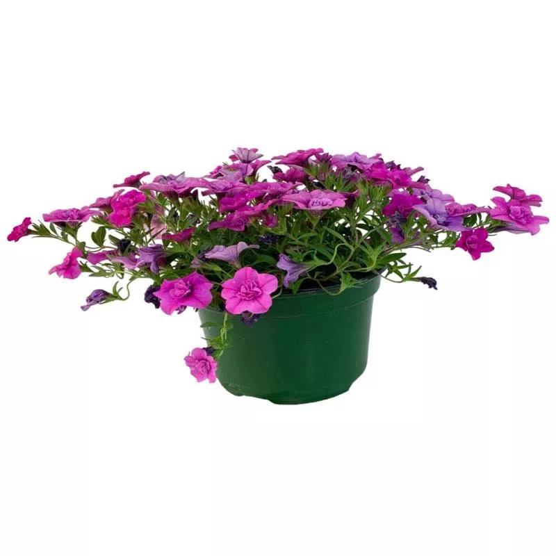 calibrachoa-minifamous-double-pink Calibrachoa ‘Minifamous Double Pink’