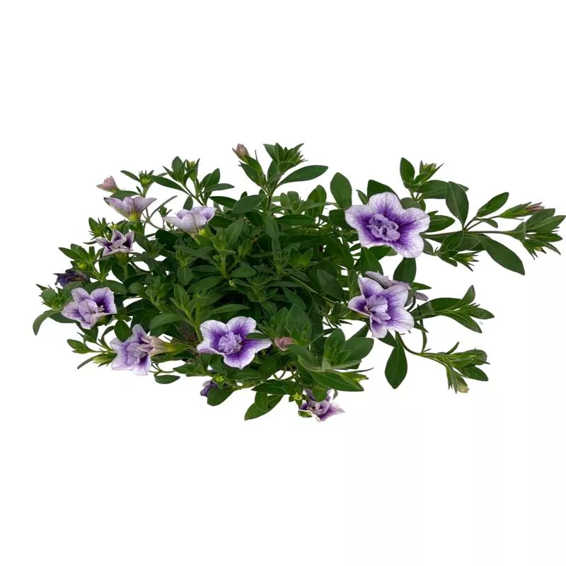 calibrachoa-minifamous-double-plumtastic Calibrachoa ‘Minifamous Double Plumtastic’