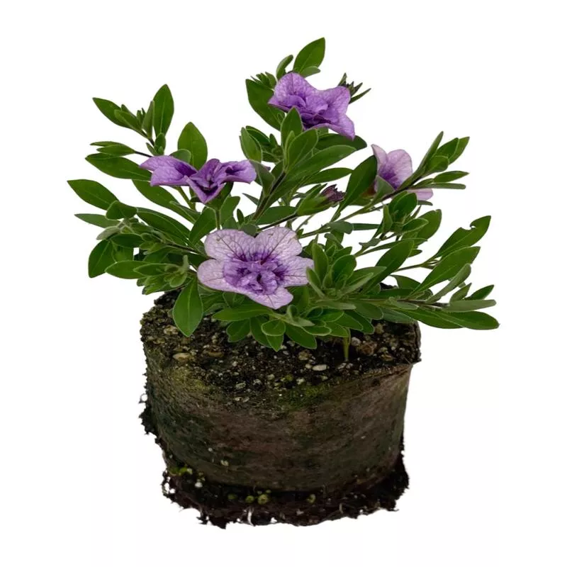 calibrachoa-superbells-double-twilight Calibrachoa ‘Superbells Double Twilight’
