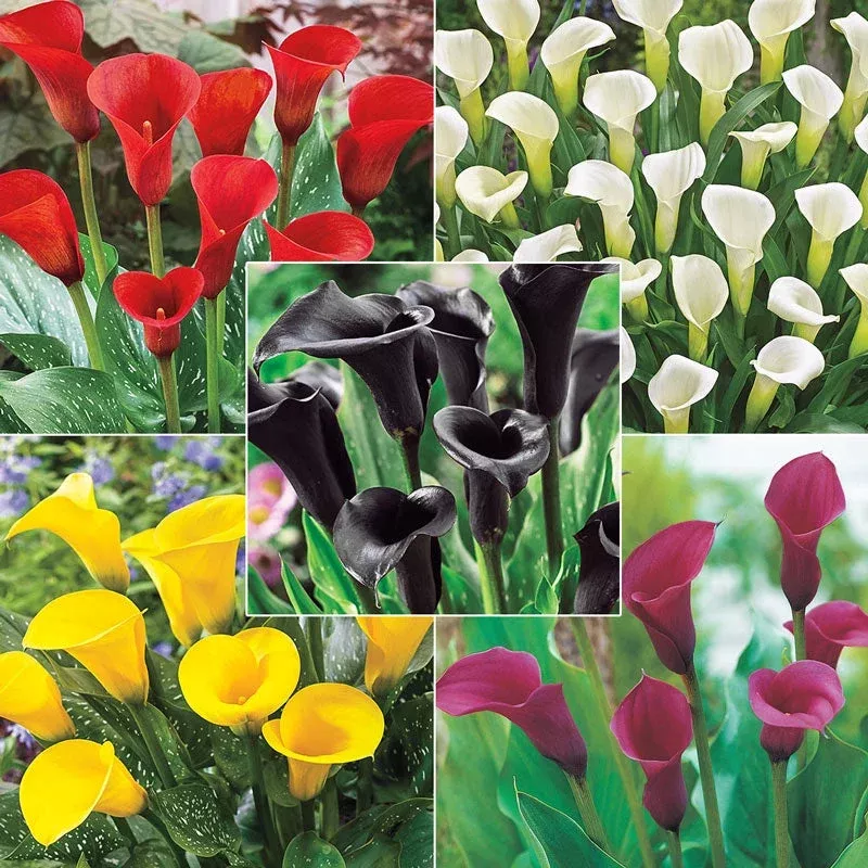 calla-lily-collection Calla Lily Collection