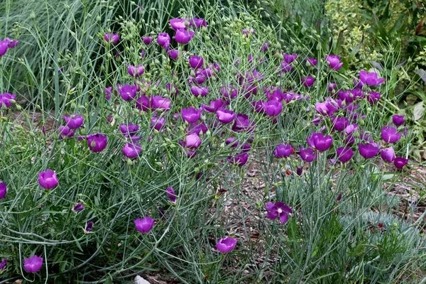 Callirhoe digitata