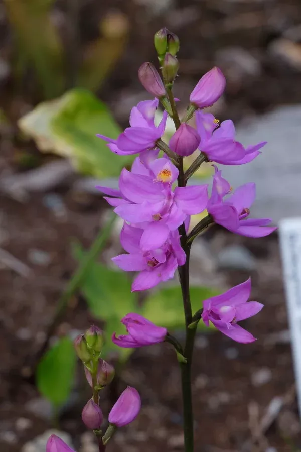 Calopogon ‘Fluffy’
