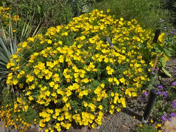 Calylophus berlandieri ssp. pinifolius ‘Fugitive’