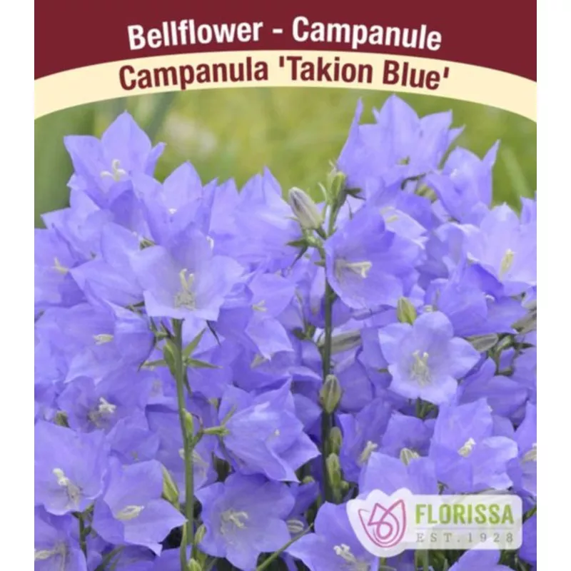 Campanula – Takion Blue, 1 Pack