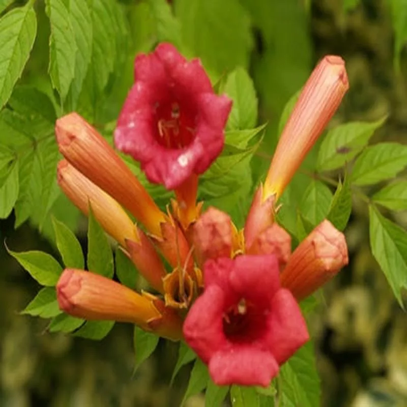 campsis-x-tagliabuana-madame-galen CAMPSIS x TAGLIABUANA ‘MADAME GALEN’