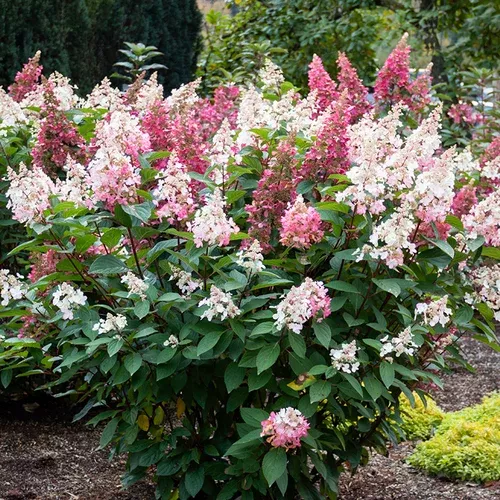 candelabra-hydrangea Candelabra™ Hydrangea