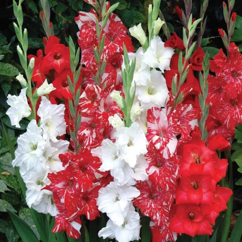 candy-cane-gladiolus-mixture Candy Cane Gladiolus Mixture