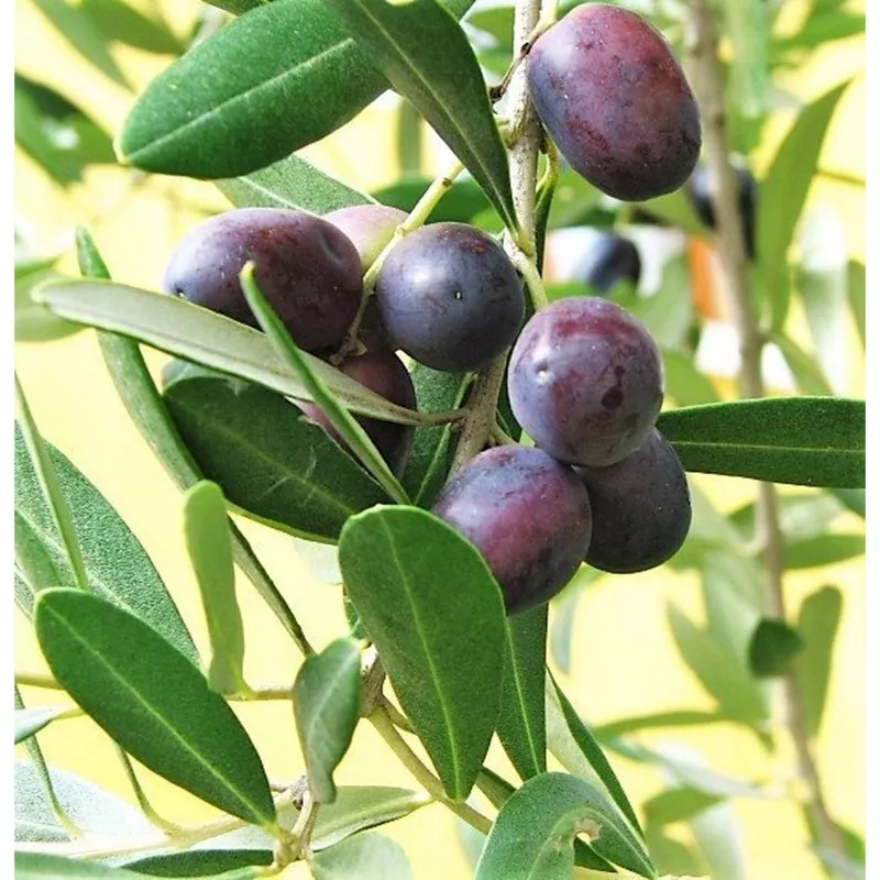 canino-olive-tree-seeds Canino Olive Tree Seeds