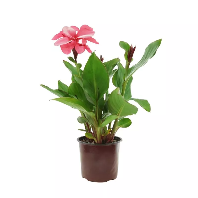 Canna ‘Cannova Rose’