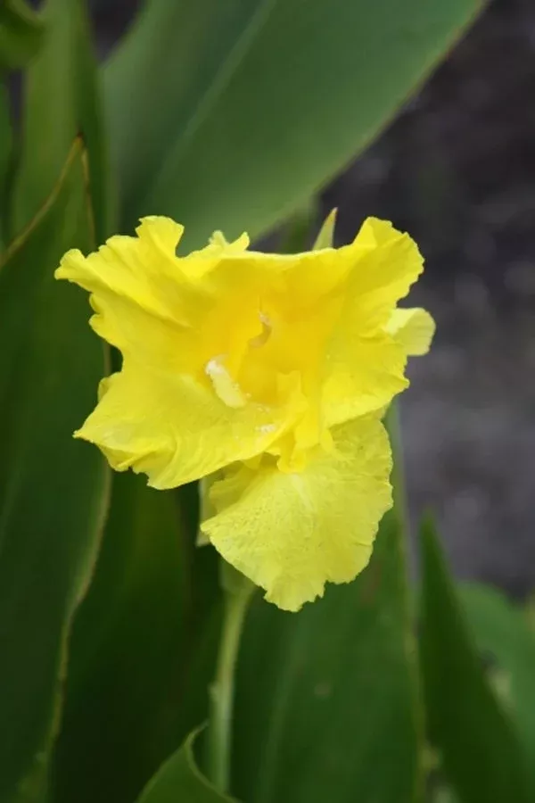 canna-flaccida Canna flaccida