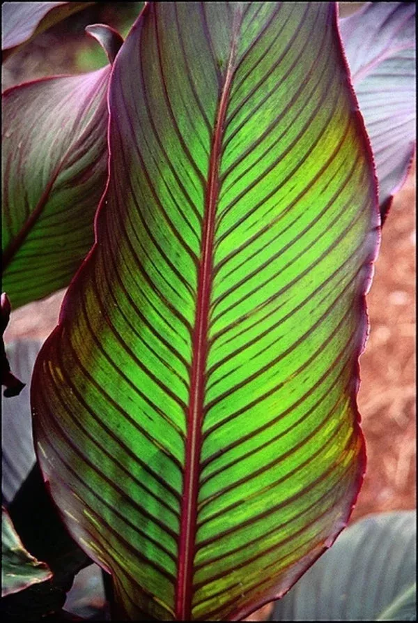 Canna indica ‘Red Stripe’