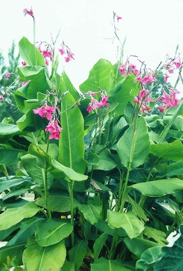 canna-x-ehemannii-ehemanni Canna x ehemannii ‘Ehemanni’