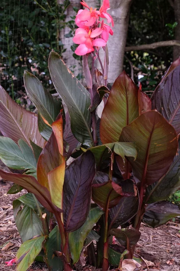 canna-x-generalis-red-wine Canna x generalis ‘Red Wine’