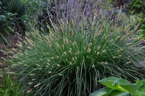 carex-annectens Carex annectens