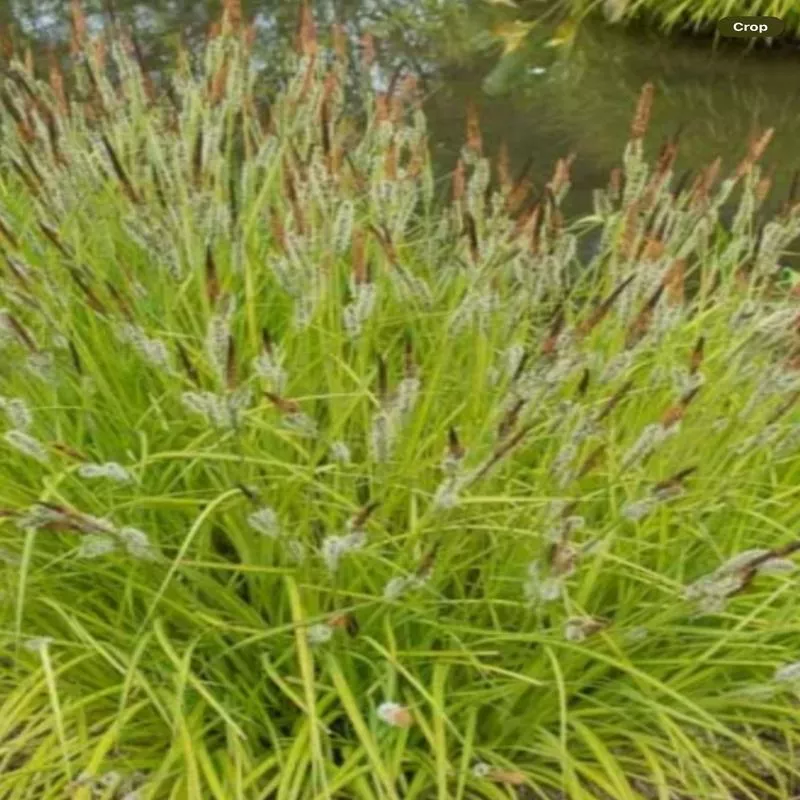 carex-bowles-golden Carex Bowles Golden