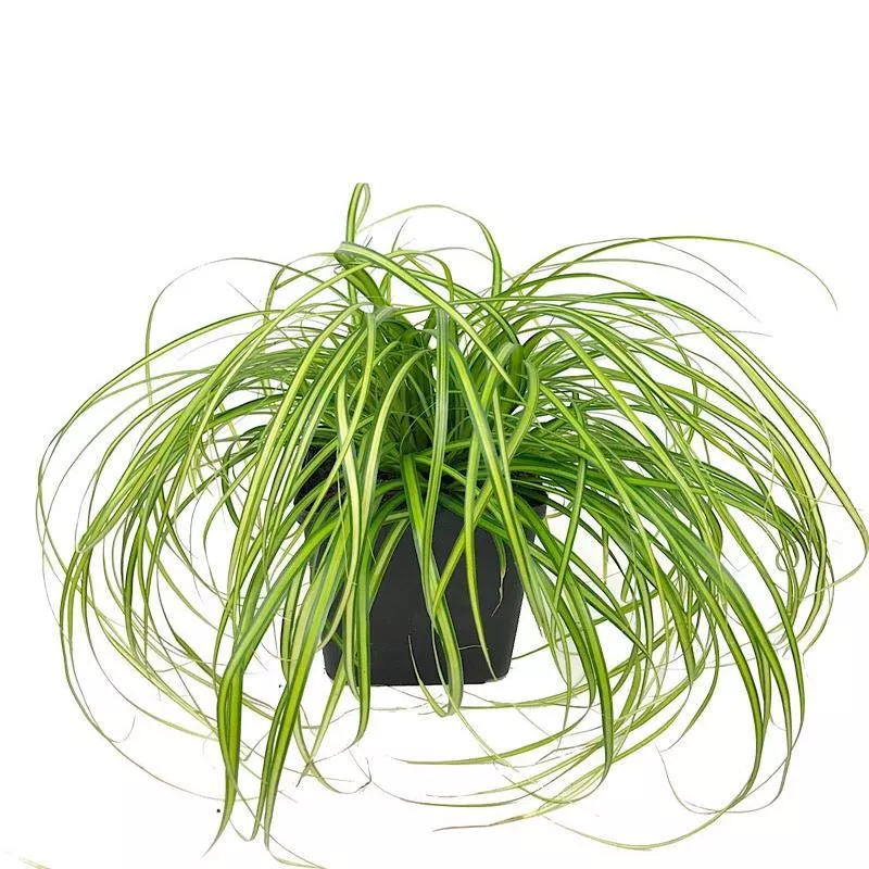 Carex oshimensis ‘Evercolor Eversheen’