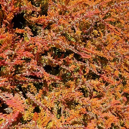 carnival-scotch-heather Carnival Scotch Heather