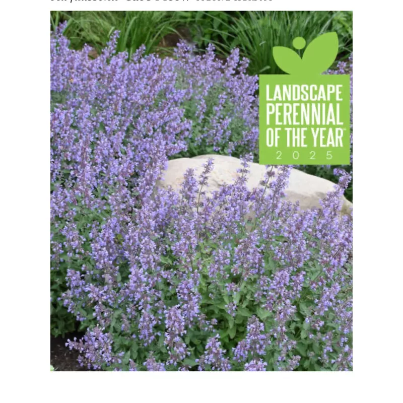 cat-s-meow-catmintnepeta-faassenii ‘Cat’s Meow’ CatmintNepeta faassenii