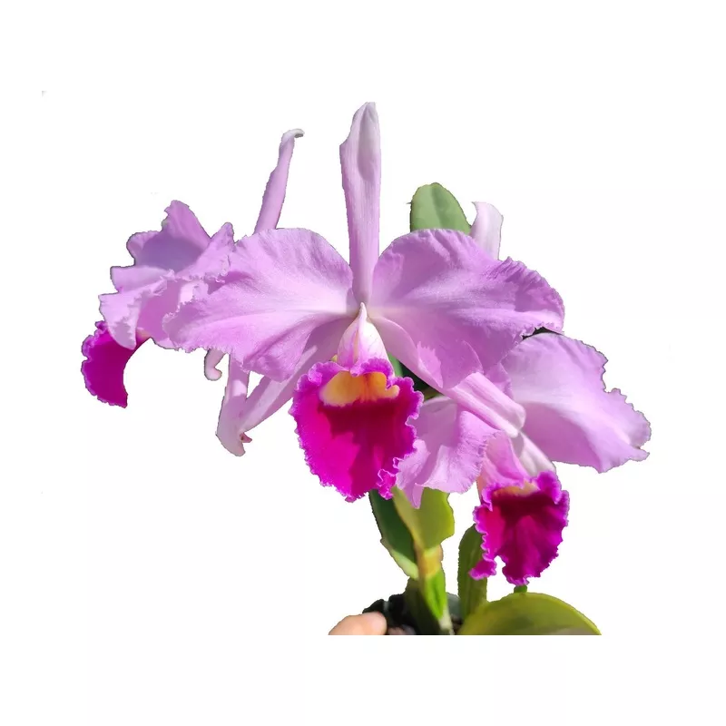 cattleya-c-g-roebling-1895 Cattleya C. G. Roebling (1895)