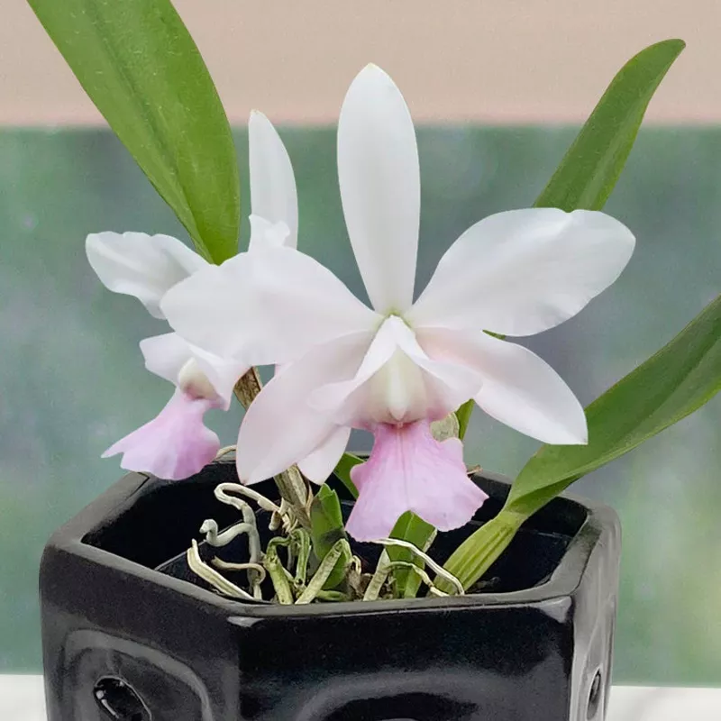 cattleya-orchid-walkerinter-c-walkeriana-x-c-intermedia Cattleya Orchid Walkerinter (C. walkeriana x C. intermedia)