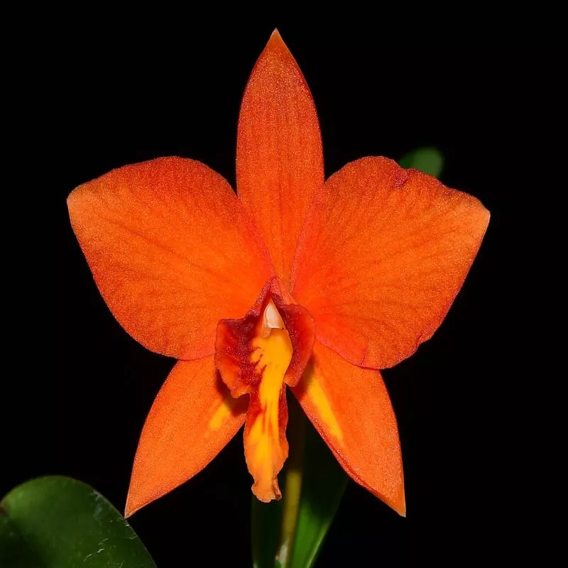 Cattleya Valda (1901) ‘Pepe’