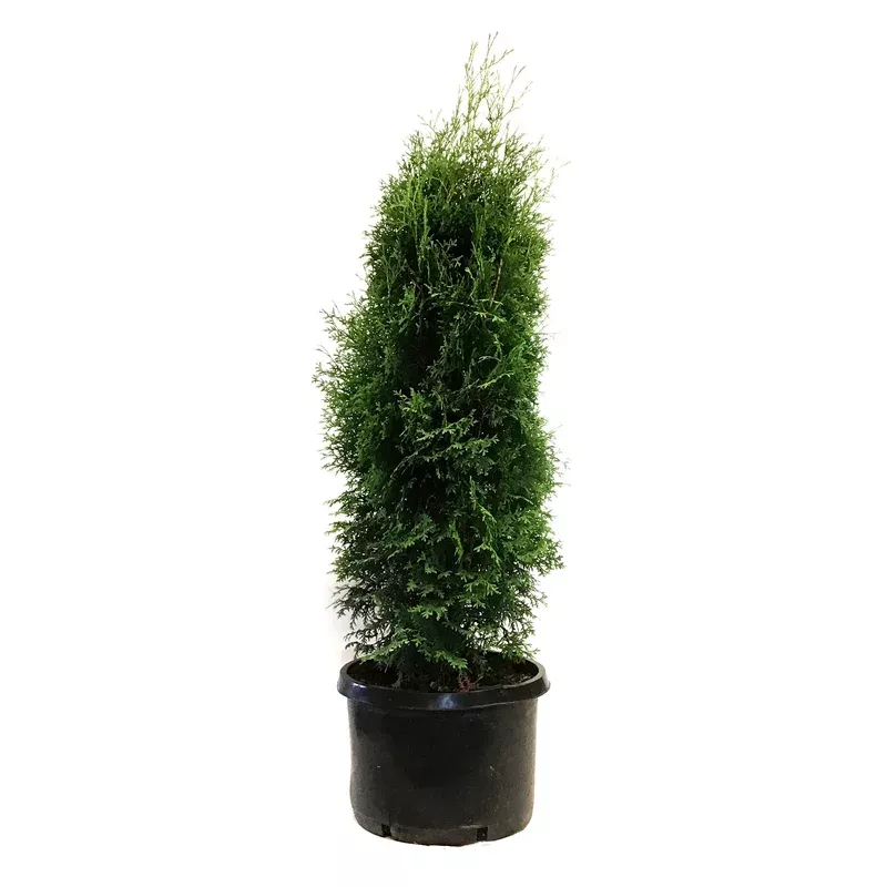 cedar-10-gal-skybound Cedar 10 gal Skybound