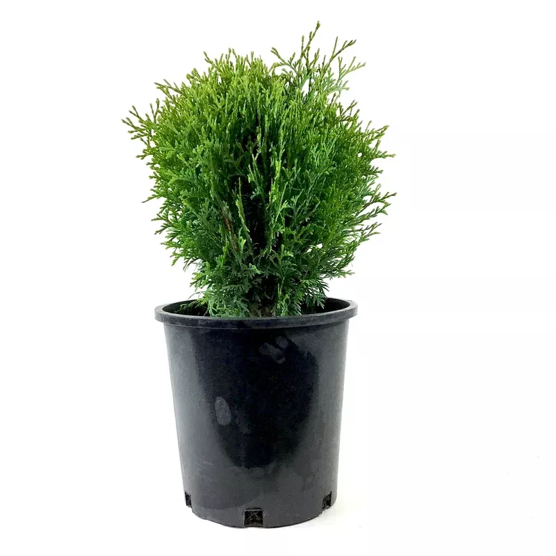 Cedar 2 gal Little Giant Globe