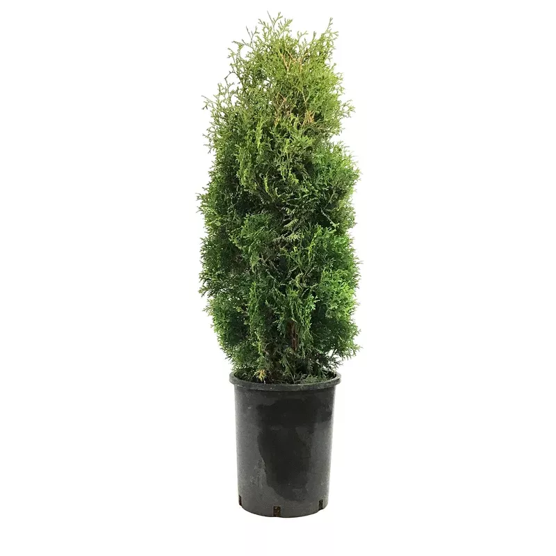 cedar-5-gal-holmstrup Cedar 5 gal Holmstrup