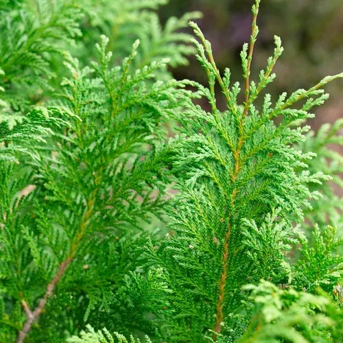 cedar-rapids-false-cypress Cedar Rapids™ False Cypress