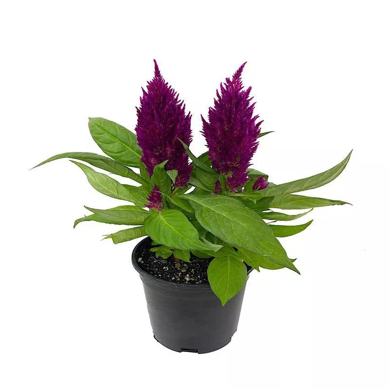 celosia-first-flame-purple-1-gallon Celosia ‘First Flame Purple’ 1 Gallon