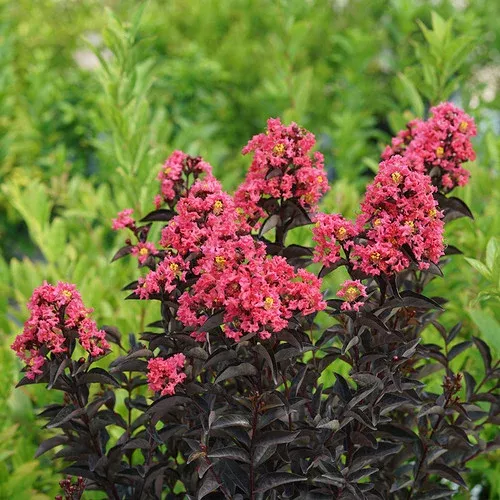 center-stage-coral-crape-myrtle Center Stage Coral Crape Myrtle
