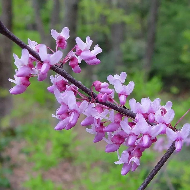 cercis-canadensis-bf-10 Cercis canadensis BF 10′