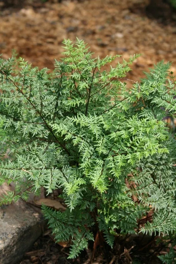 cheilanthes-quadripinnata-coll-a1sa-147 Cheilanthes quadripinnata coll. #A1SA-147
