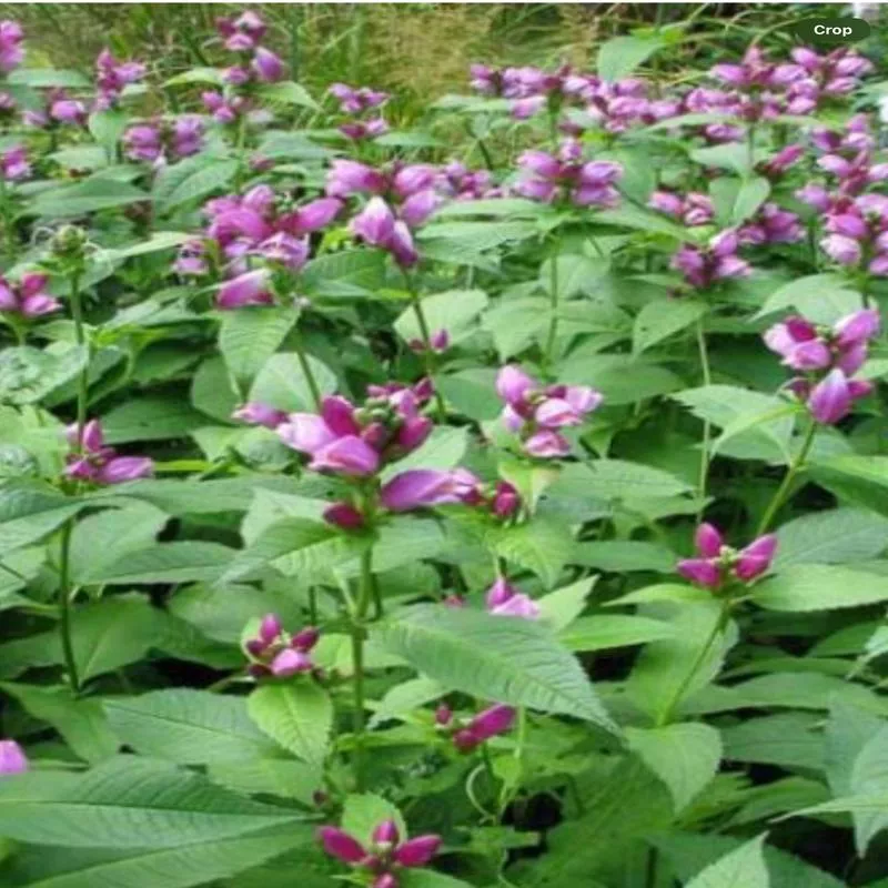 cheloneoblique-pink CheloneOblique Pink