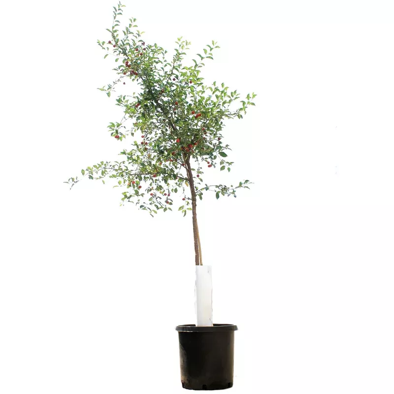 cherry-10-gal-romeo-tree-form Cherry 10 gal Romeo Tree Form
