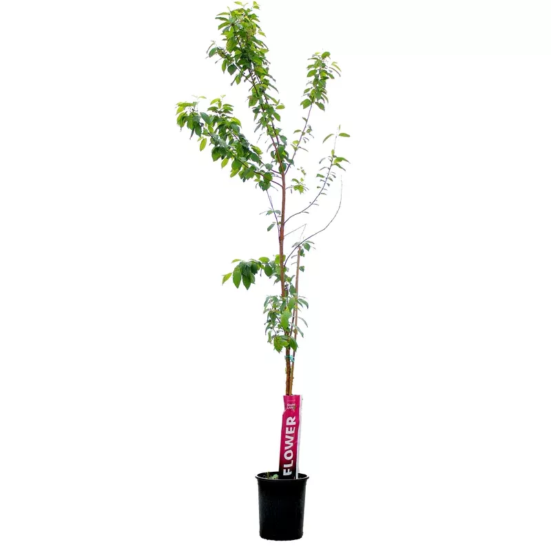 cherry-5-gal-amur-klondike Cherry 5 gal Amur Klondike