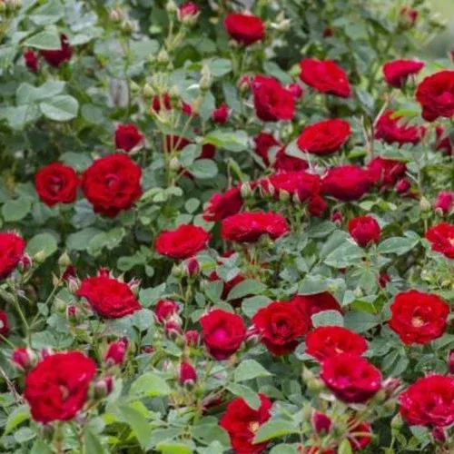 Cherry Frost Climbing Rose