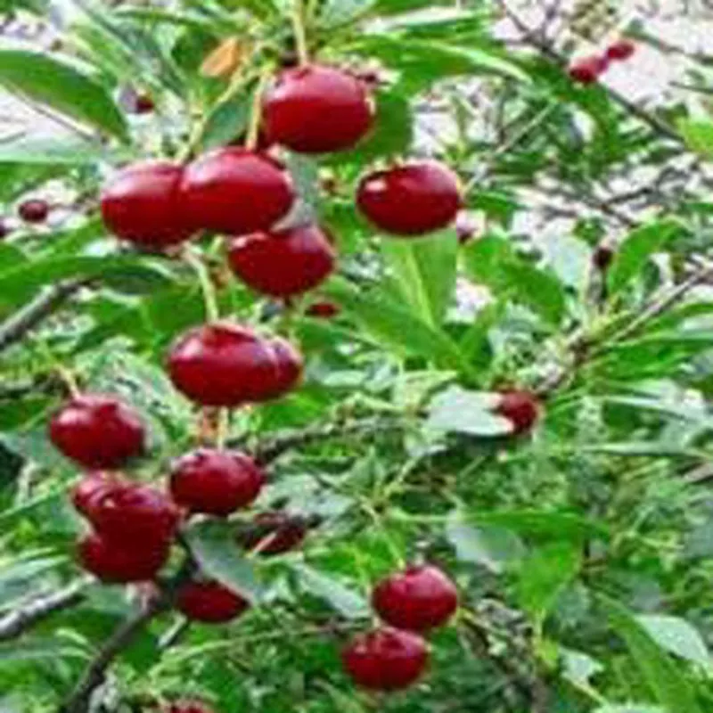 cherry-juliet-romance-dwarf-1gal Cherry ‘Juliet Romance Dwarf’ – 1Gal