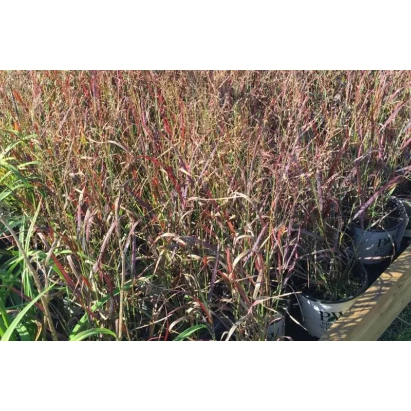 cheyenne-sky-red-switch-grass ‘Cheyenne Sky’ Red Switch Grass