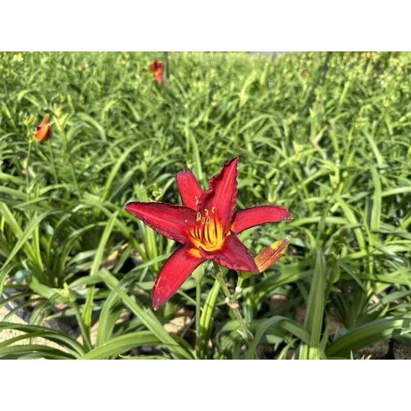 chicago-apache-daylily ‘Chicago Apache’ Daylily
