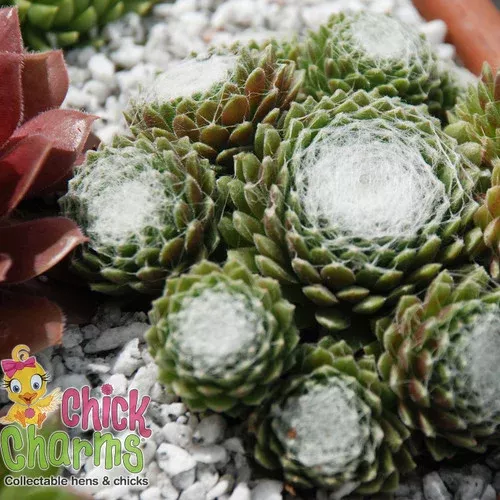 chick-charms-cotton-candy-hens-chicks Chick Charms Cotton Candy Hens & Chicks