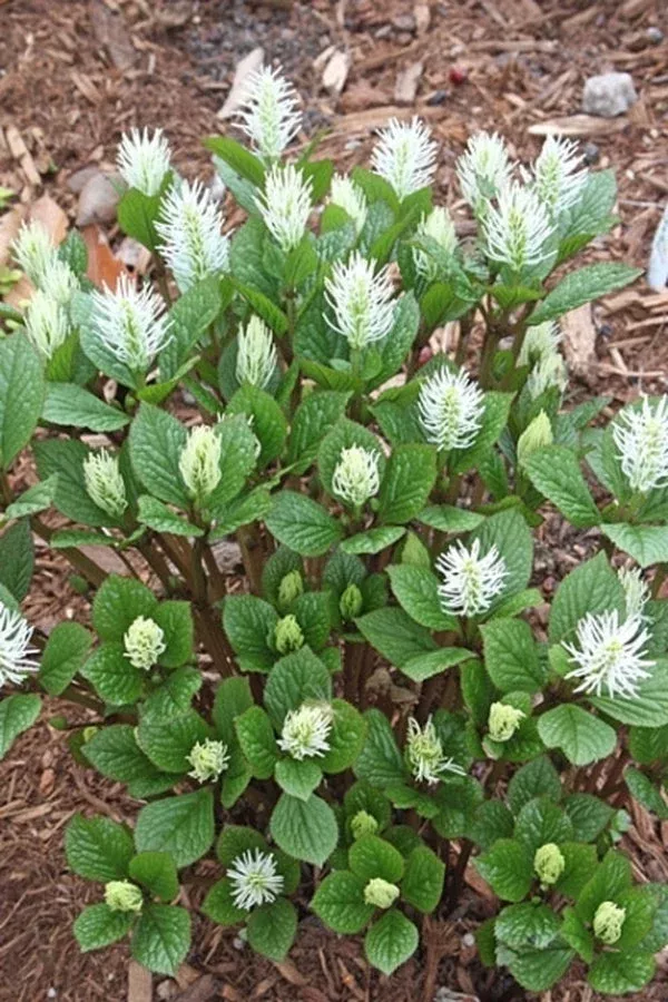 Chloranthus japonicus