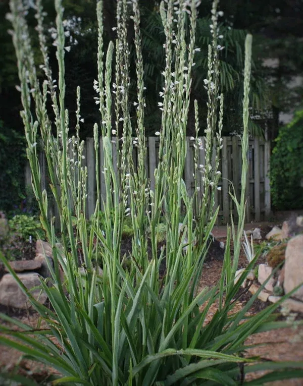 chlorophytum-colubrinum Chlorophytum colubrinum