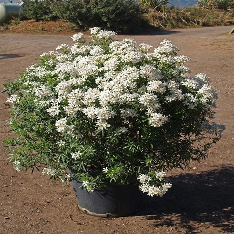 choisya-white-dazzler CHOISYA ‘WHITE DAZZLER’
